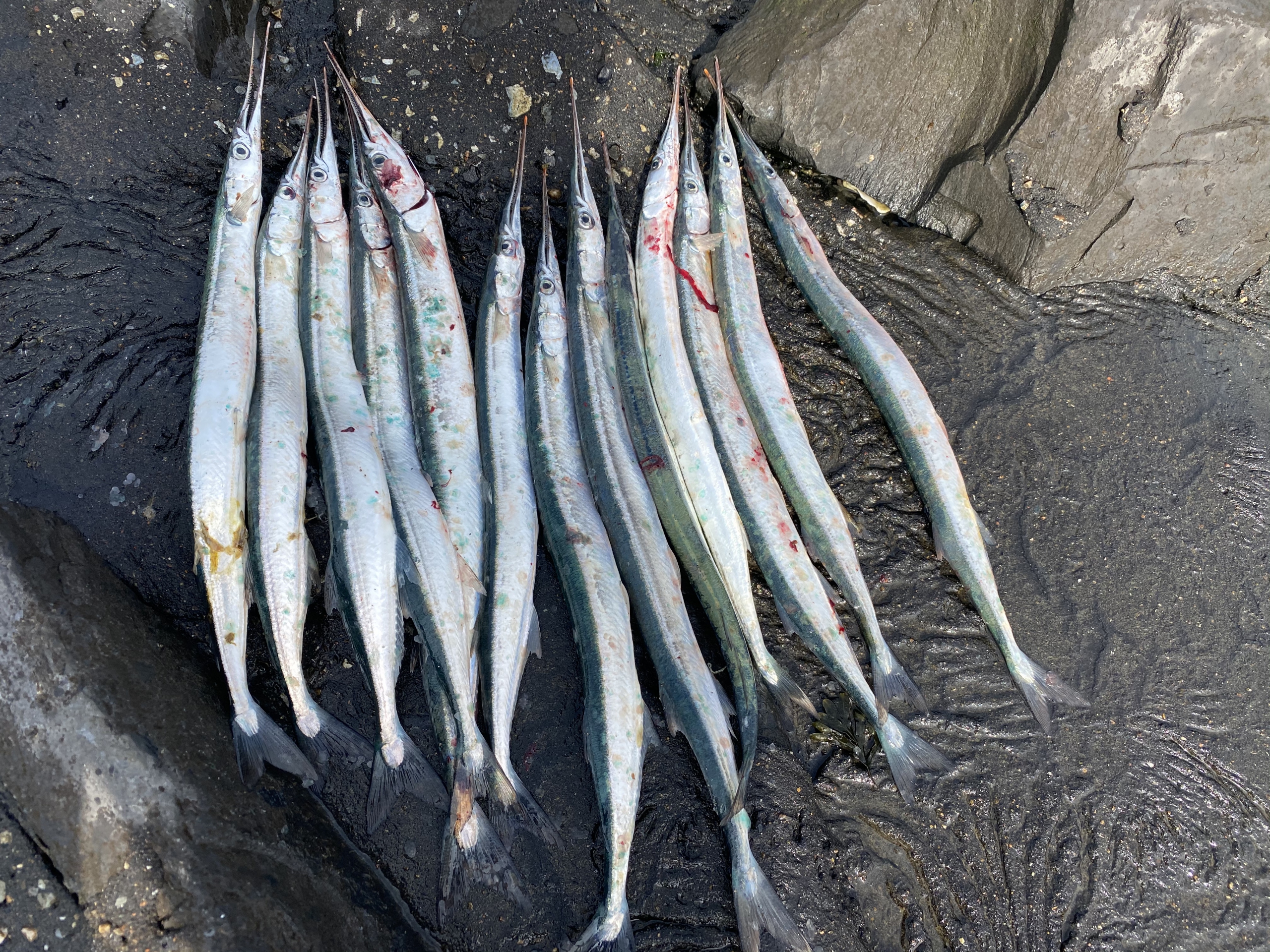 Geep vissen..het kan veel leuker Zeevisland voor alle vangstberichten
